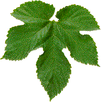 Hop leaf